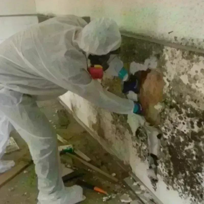 Mold Remediation and Removal in Blasdell, NY